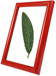 Ramka 10x15 AURA Red-38 Evening Ertom